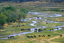African elephant {Loxodonta africana} herd following river, Kruger NP, South Africa