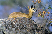 Klipspringer antelope (Oreotragus oreotragus) on the look-out on top of boulder, Kruger NP, South Africa