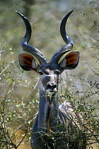 Greater kudu {Tragelaphus strepsiceros} male in bush, Kruger NP South Africa