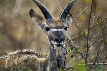 Greater kudu {Tragelaphus strepsiceros} young male browsing, Kruger NP, South Africa