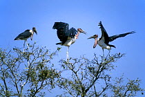 Marabou storks {Leptoptilos crumeniferus} in treetops, Kruger NP South Africa