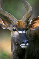 Nyala {Tragelaphus angasi} male, Kruger NP South Africa