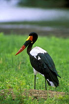 Saddlebill stork {Ephippiorhynchus senegalensis} Kruger NP, South Africa