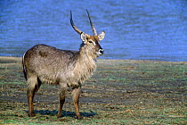 Waterbuck {Kobus ellipsiprymnus} near the water, Kruger NP, South Africa