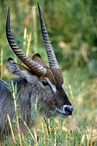 Waterbuck {Kobus ellipsiprymnus} grazing, Kruger NP, South Africa