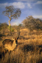 Waterbuck {Kobus ellipsiprymnus} grazing, Kruger NP, South Africa