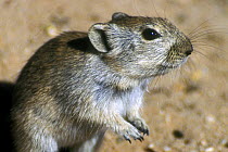 Brant's whistling rat (Parotomys brantsii) in the Kalahari desert, Kgalagadi TP, South Africa