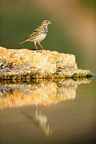 Meadow pipit {Anthus pratensis} on rock with reflection, Spain