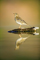 Meadow pipit {Anthus pratensis} perching on rock with reflection, Spain