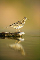 Meadow pipit {Anthus pratensis} perching on rock, Spain