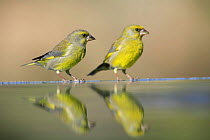 Greenfinch {Carduelis chloris} pair perching at waters edge, Spain