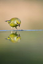 Male Greenfinch {Carduelis chloris} drinking, Spain
