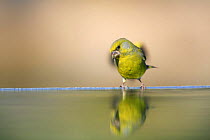 Greenfinch {Carduelis chloris} at waters edge, Spain