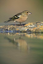 Male Chaffinch {Fringilla coelebs} at waters edge, Spain