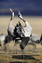 Common crane {Grus grus} calling and displaying, Laguna de Gallocanta, Teruel, Aragón, Spain