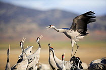 Common crane {Grus grus} arguing, Laguna de Gallocanta, Teruel, Aragón, Spain