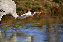 Common crane {Grus grus} drinking, Laguna de Gallocanta, Teruel, Aragón, Spain