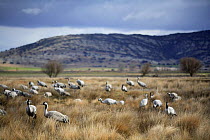 Common cranes {Grus grus} Laguna de Gallocanta, Teruel, Aragón, Spain