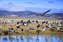 Common cranes {Grus grus} at waters edge, Laguna de Gallocanta, Teruel, Aragón, Spain