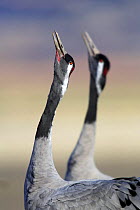 Common cranes {Grus grus} calling, Laguna de Gallocanta, Teruel, Aragón, Spain