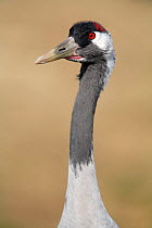 Common crane {Grus grus} portrait, Laguna de Gallocanta, Teruel, Aragón, Spain