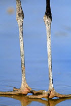 Common crane {Grus grus} close-up of feet, Laguna de Gallocanta, Teruel, Aragón, Spain