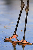 Common crane {Grus grus} close-up of feet on ice, Laguna de Gallocanta, Teruel, Aragón, Spain