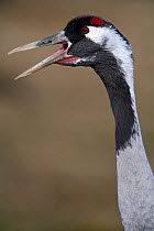 Common crane {Grus grus} calling, Laguna de Gallocanta, Teruel, Aragón, Spain