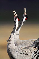 Common cranes {Grus grus} calling, Laguna de Gallocanta, Teruel, Aragón, Spain