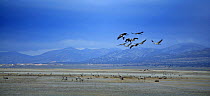 Flock of Common cranes {Grus grus} in flight, Laguna de Gallocanta, Teruel, Aragón, Spain