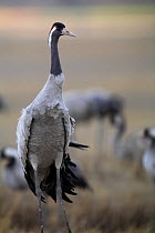 Common crane {Grus grus} Laguna de Gallocanta, Teruel, Aragón, Spain