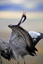 Common crane {Grus grus} calling with wings raised, Laguna de Gallocanta, Teruel, Aragón, Spain