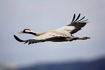 Common crane {Grus grus} in flight, Laguna de Gallocanta, Teruel, Aragón, Spain