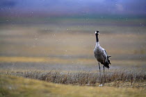 Common crane {Grus grus} Laguna de Gallocanta, Teruel, Aragón, Spain