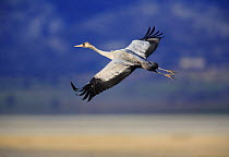 Common crane {Grus grus} in flight, Laguna de Gallocanta, Teruel, Aragón, Spain