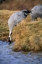 Common crane {Grus grus} drinking at waters edge, Laguna de Gallocanta, Teruel, Aragón, Spain