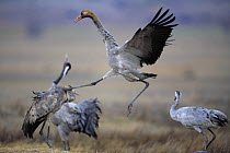 Common cranes {Grus grus} fighting, Laguna de Gallocanta, Teruel, Aragón, Spain
