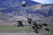 Small flock of Common cranes {Grus grus} in flight, Laguna de Gallocanta, Teruel, Aragón, Spain