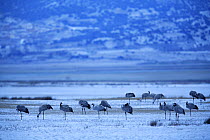Common cranes {Grus grus} in snowy landscape, Laguna de Gallocanta, Teruel, Aragón, Spain