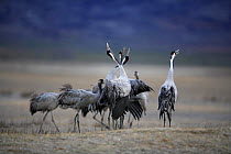 Group of Common cranes {Grus grus} calling and displaying, Laguna de Gallocanta, Teruel, Aragón, Spain