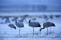 Common cranes {Grus grus} standing on one leg in snowy landscape, Laguna de Gallocanta, Teruel, Aragón, Spain