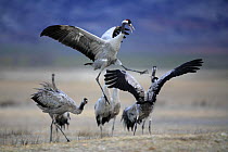 Common crane {Grus grus} fighting, Laguna de Gallocanta, Teruel, Aragón, Spain