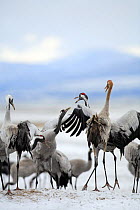 Common cranes {Grus grus} displaying aggression, Laguna de Gallocanta, Teruel, Aragón, Spain