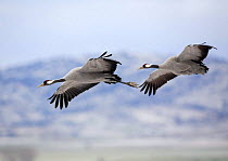 Two Common cranes {Grus grus} in flight, Laguna de Gallocanta, Teruel, Aragón, Spain