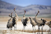 Common cranes {Grus grus} calling with heads raised in air, Laguna de Gallocanta, Teruel, Aragn, Spain