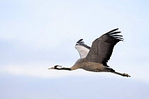 Common crane {Grus grus} profile in flight, Laguna de Gallocanta, Teruel, Aragón, Spain
