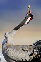 Common crane {Grus grus} calling, Laguna de Gallocanta, Teruel, Aragón, Spain