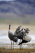 Common crane {Grus grus} preening feathers, Laguna de Gallocanta, Teruel, Aragón, Spain