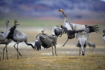 Common cranes {Grus grus} fighting, Laguna de Gallocanta, Teruel, Aragón, Spain