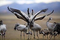 Common cranes {Grus grus} flapping wings in display, Laguna de Gallocanta, Teruel, Aragón, Spain